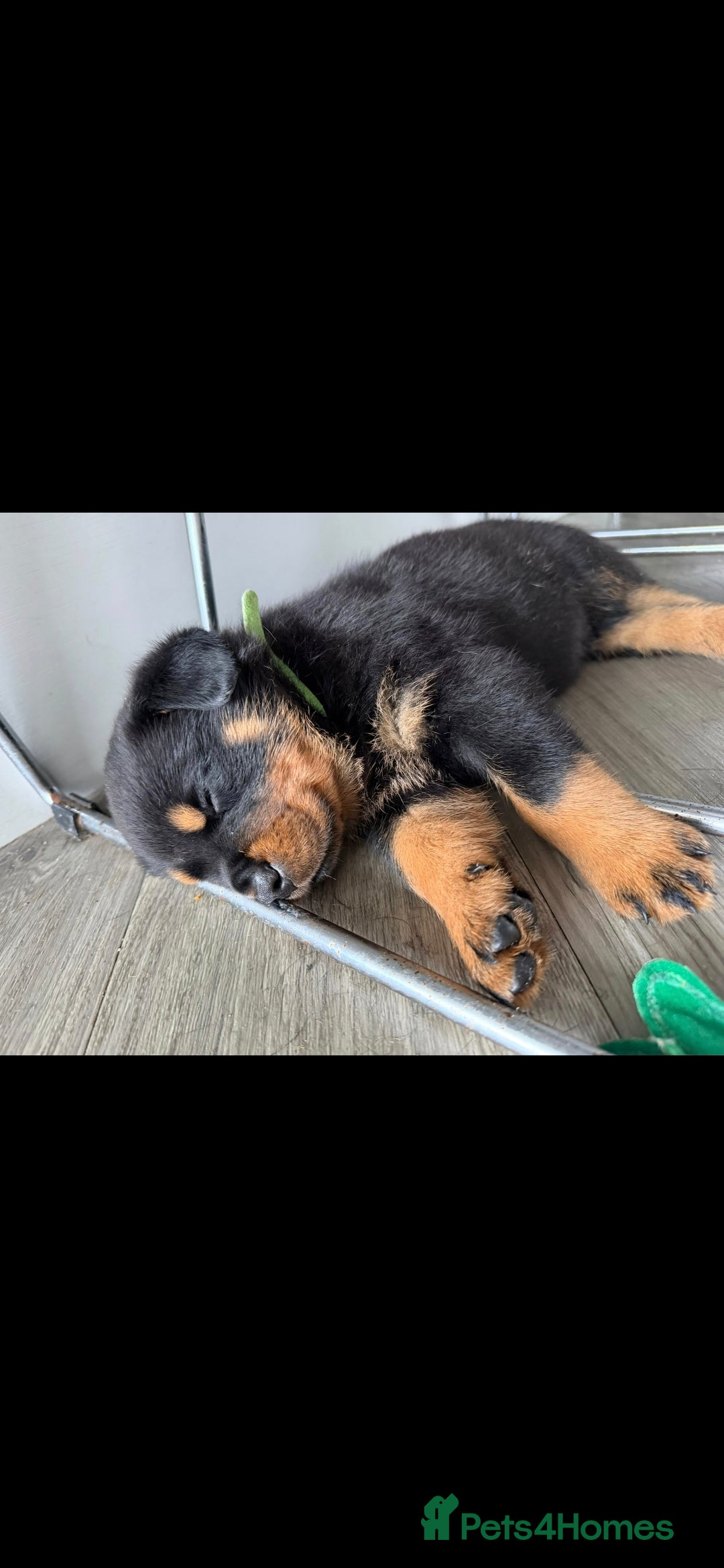 Rottweiler dogs Baby rotweiler  - Advert 3
