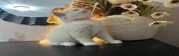 Ragdoll cats for sale: Ragdool x kittens in Scunthorpe - Advert 26