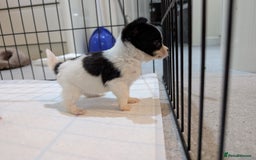 Jack Russell dogs for sale: Gorgeous miniature Jack Russell puppies  - Image 7