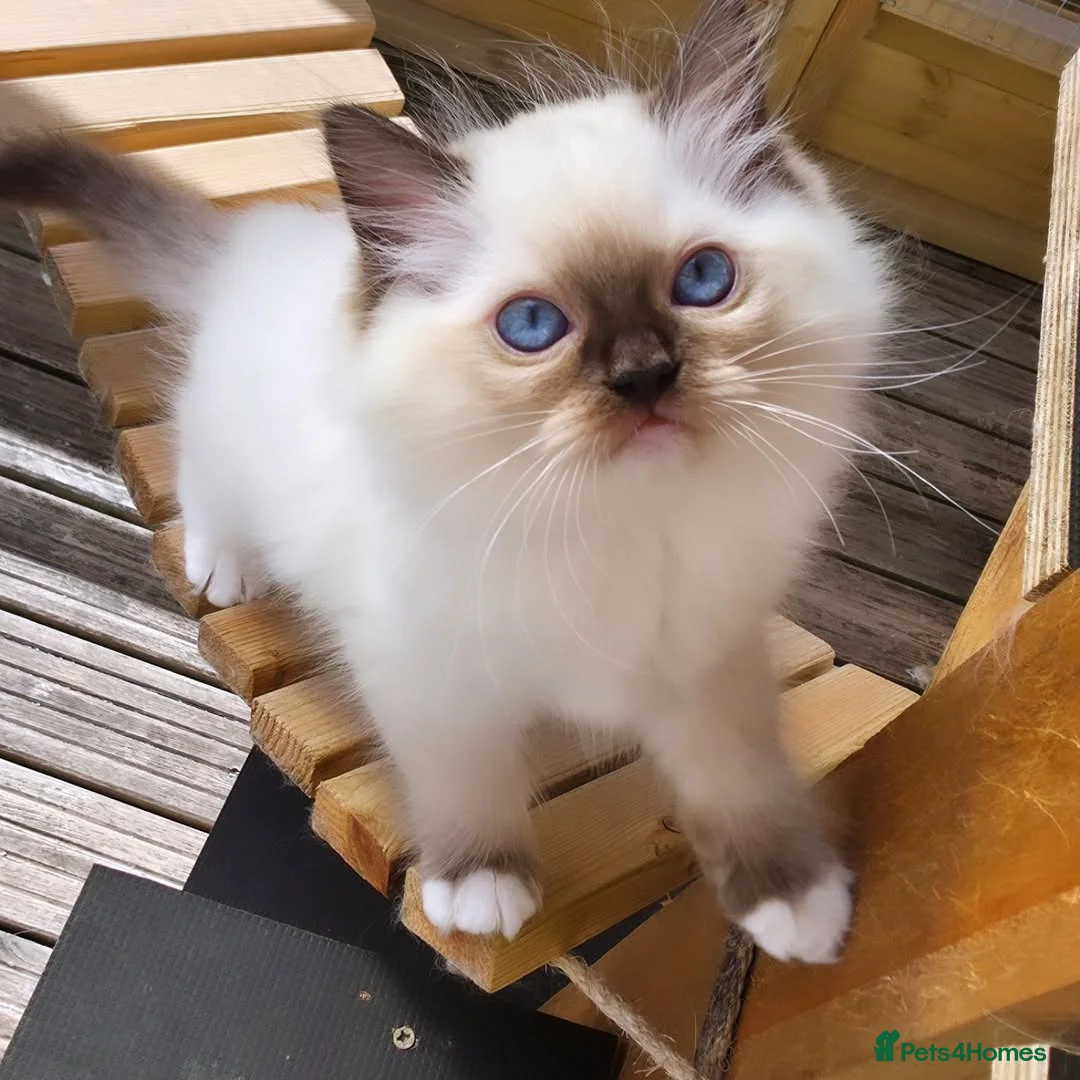 Ragdoll cats for sale: Beautiful Ragdoll kittens - Advert 2
