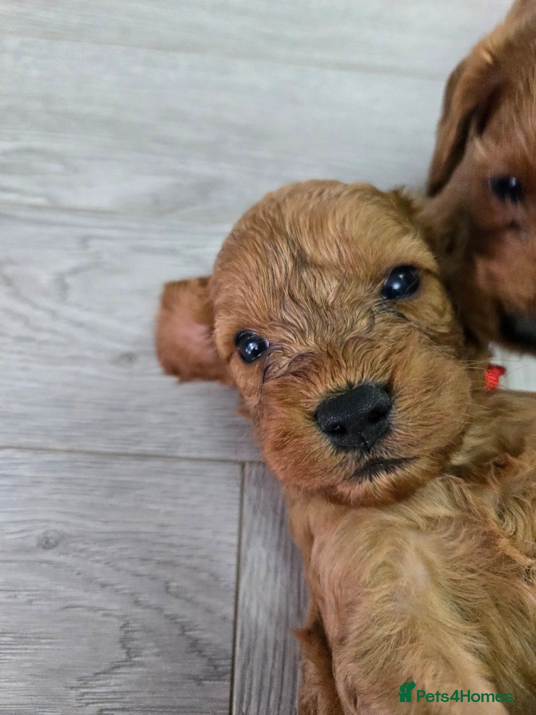 Cavapoo dogs for sale: cavapoo puppies - Image 13