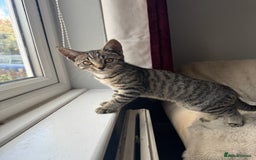Mixed Breed cats for sale: 3 female kittens for sale - Image 5