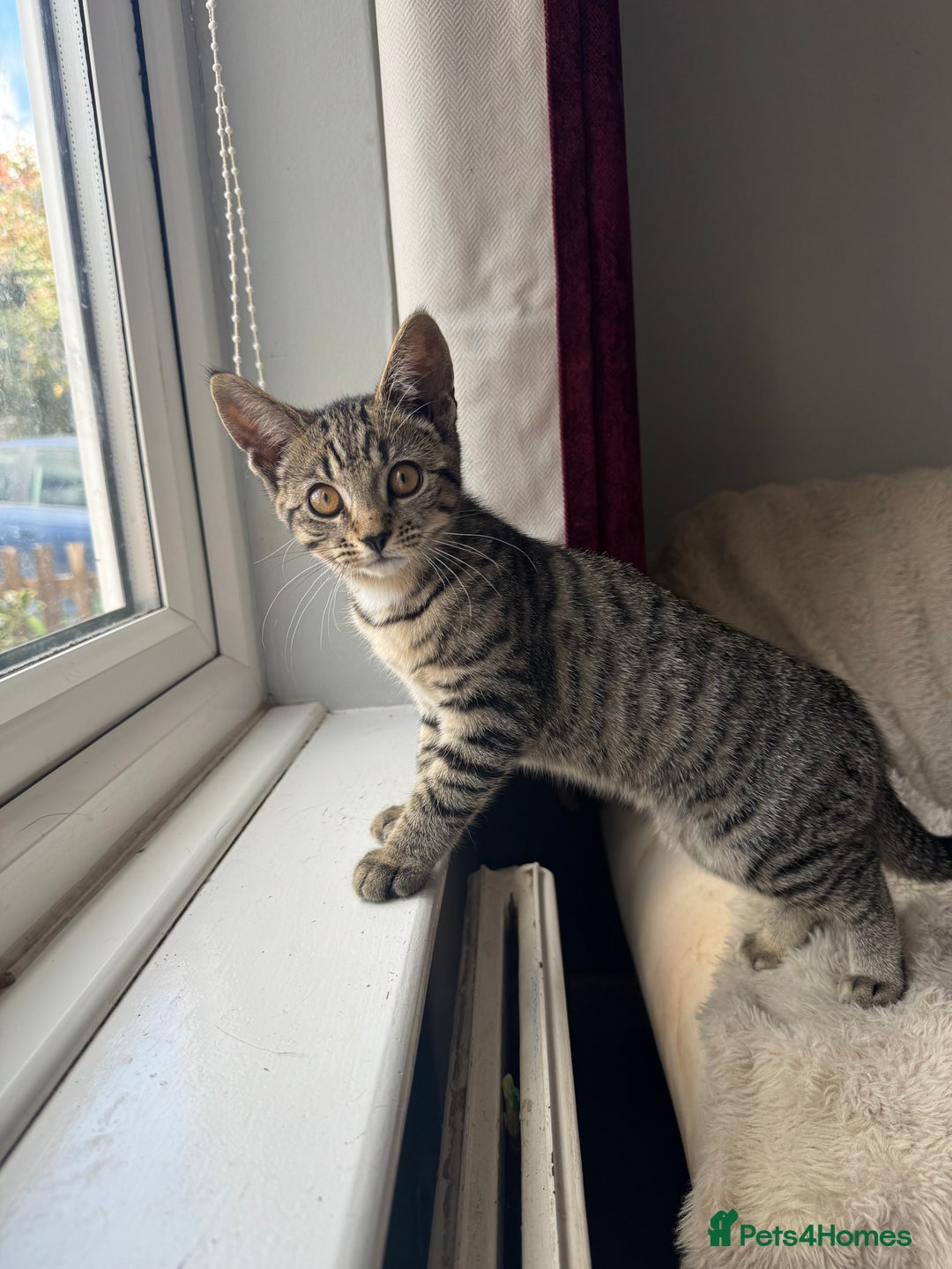 Mixed Breed cats for sale: 3 female kittens for sale - Image 5