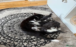 Mixed Breed cats for sale: 4 kittens ready to be homed - Image 5