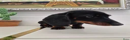 Miniature Dachshund dogs for sale: Miniature Dachshund.Fully vaccinated.Ready t leave - Advert 8