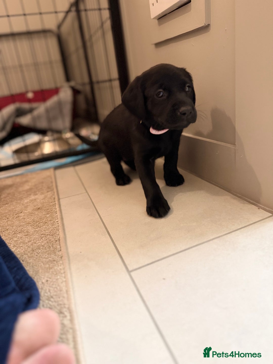 Labrador Retriever dogs for sale: Black/fox Labrador kc with 5 wks free insurance  - Image 14
