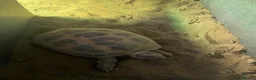 Tortoise reptiles for sale: Horsefield tortoises  in Stoke-on-Trent - Advert 6