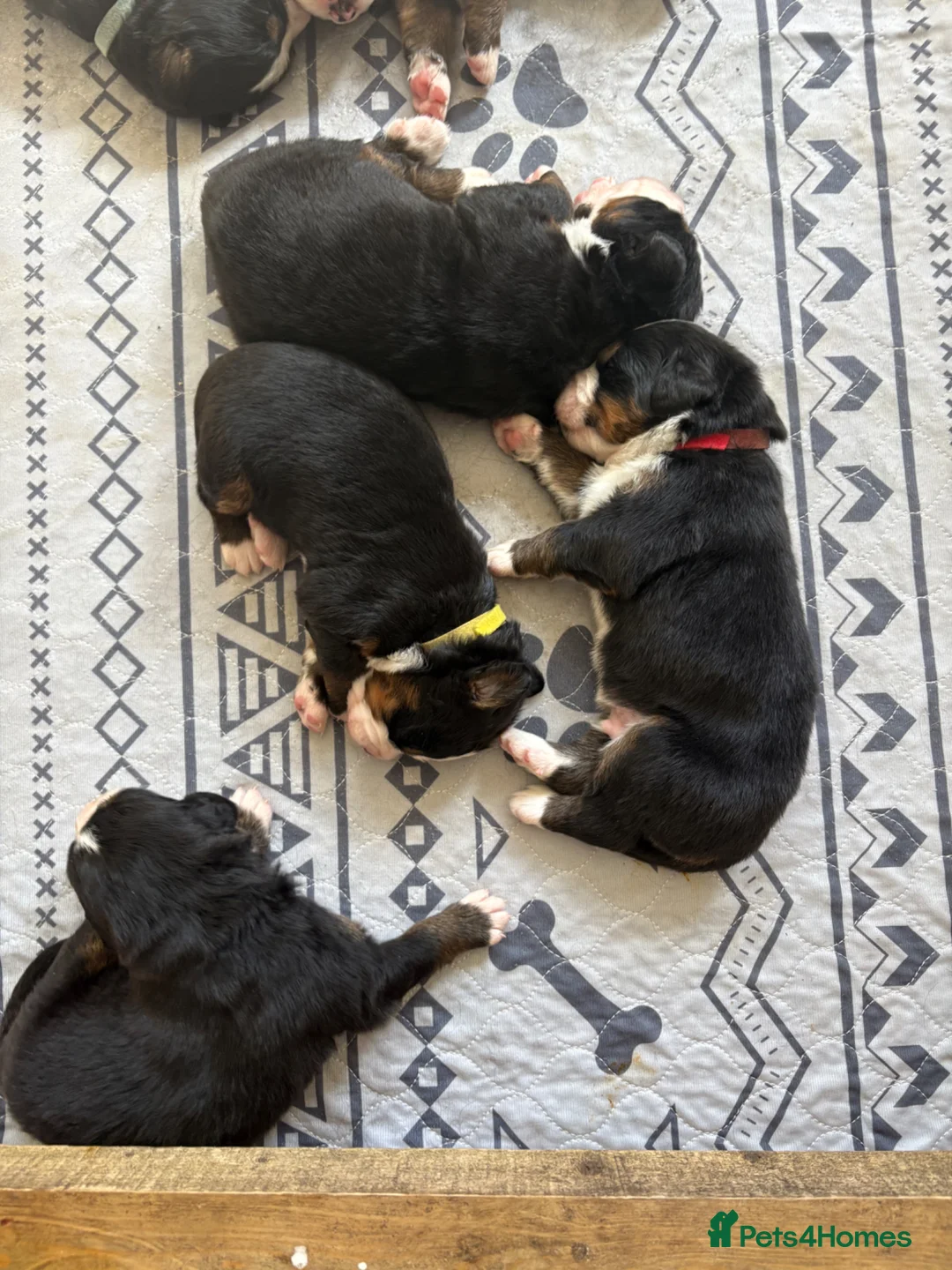 Bernese Mountain Dog dogs for sale: 🐾 BDM Pups Expected Ready to Leave July 2026 🐾 - Advert 5