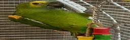 Parrots birds for sale: Amazos/Parakeets/Parrots available  - Advert 11