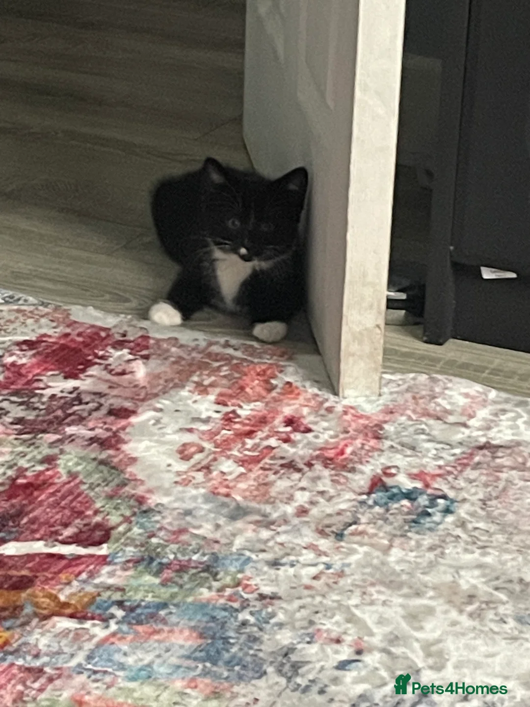 Mixed Breed cats for sale: 1 boy and 3 girls  - Advert 14