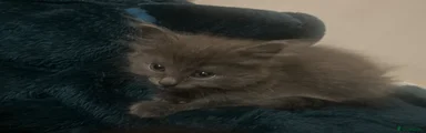 Mixed Breed Kitten 2