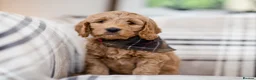 Mixed Breed dogs for sale: Australian Labradoodles RED/ WHITE TUX Girls  - Advert 17