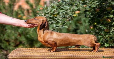 Miniature Dachshund dogs - Advert 5