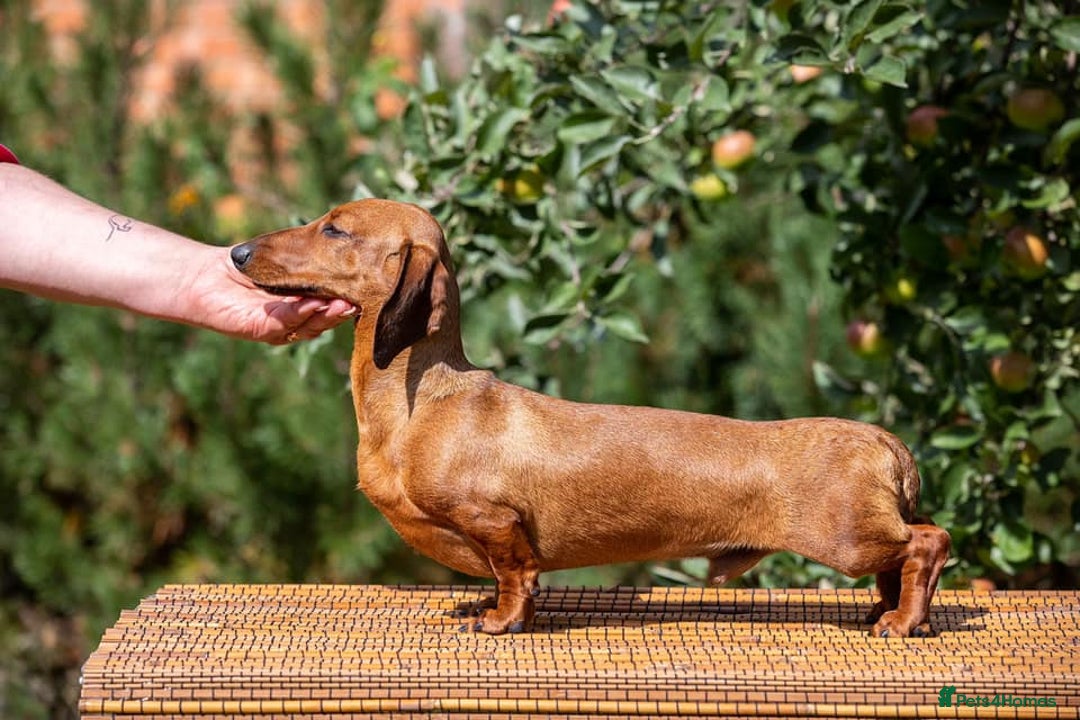 Miniature Dachshund dogs for sale: ✨5star✨ True miniatures, Licenced breeder, KC reg - Image 2