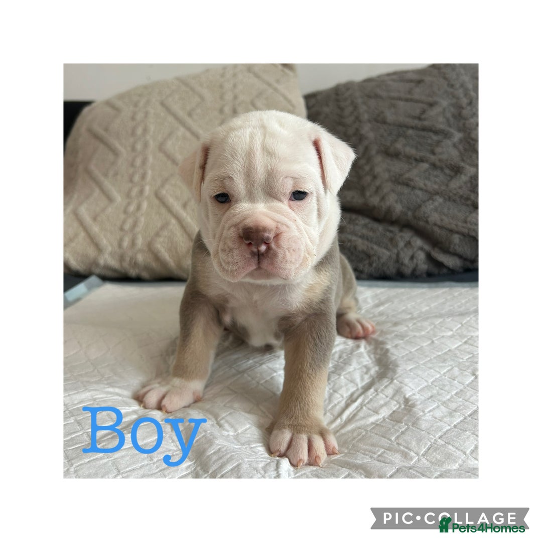 Olde English Bulldogge dogs for sale: 7 olde English bulldogs puppies - Image 7