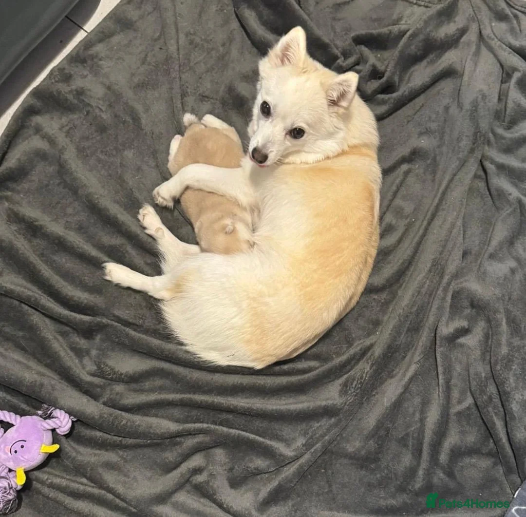 Pomsky dogs for sale: Blue Eyed Toy Sized Pomsky - Grey/Sable 🐶🐶 in Romford - Advert 40