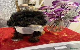 Maltipoo dogs for sale: Maltipoo babies - Advert 4