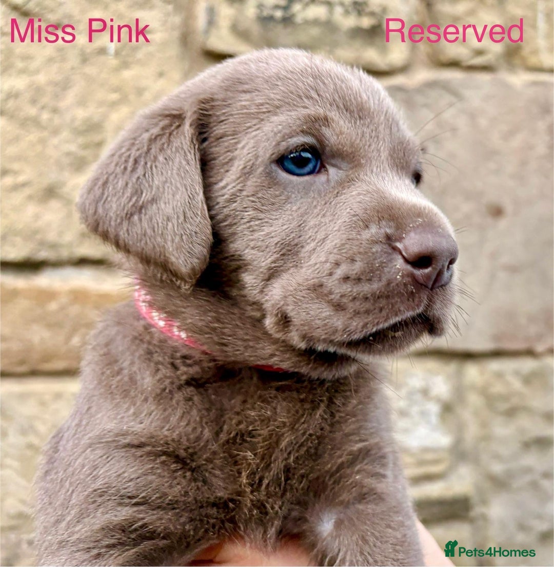 Labrador Retriever dogs for sale: 2 Males left - Ready to leave on the 15th August  in Wetherby - Image 13
