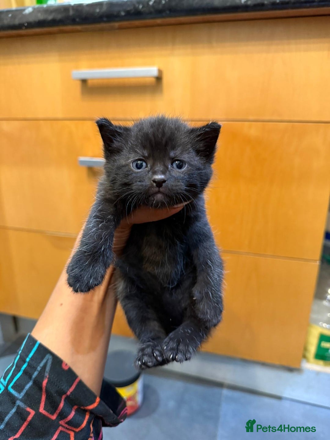 Mixed Breed cats for sale: Three Sweet Kittens Ready for a Loving Home - Image 4