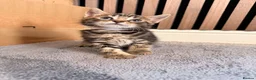 Mixed Breed cats for sale: Beautiful 7 kittens looking for forever homes - Advert 29