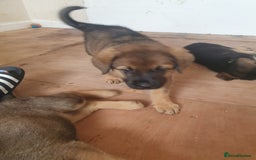 Mixed Breed dogs for sale: Rottweiler Ovcharka puppies in East Kilbride - Image 6