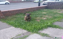 Mixed Breed dogs for sale: Presa canario Cross American bully  - Image 1