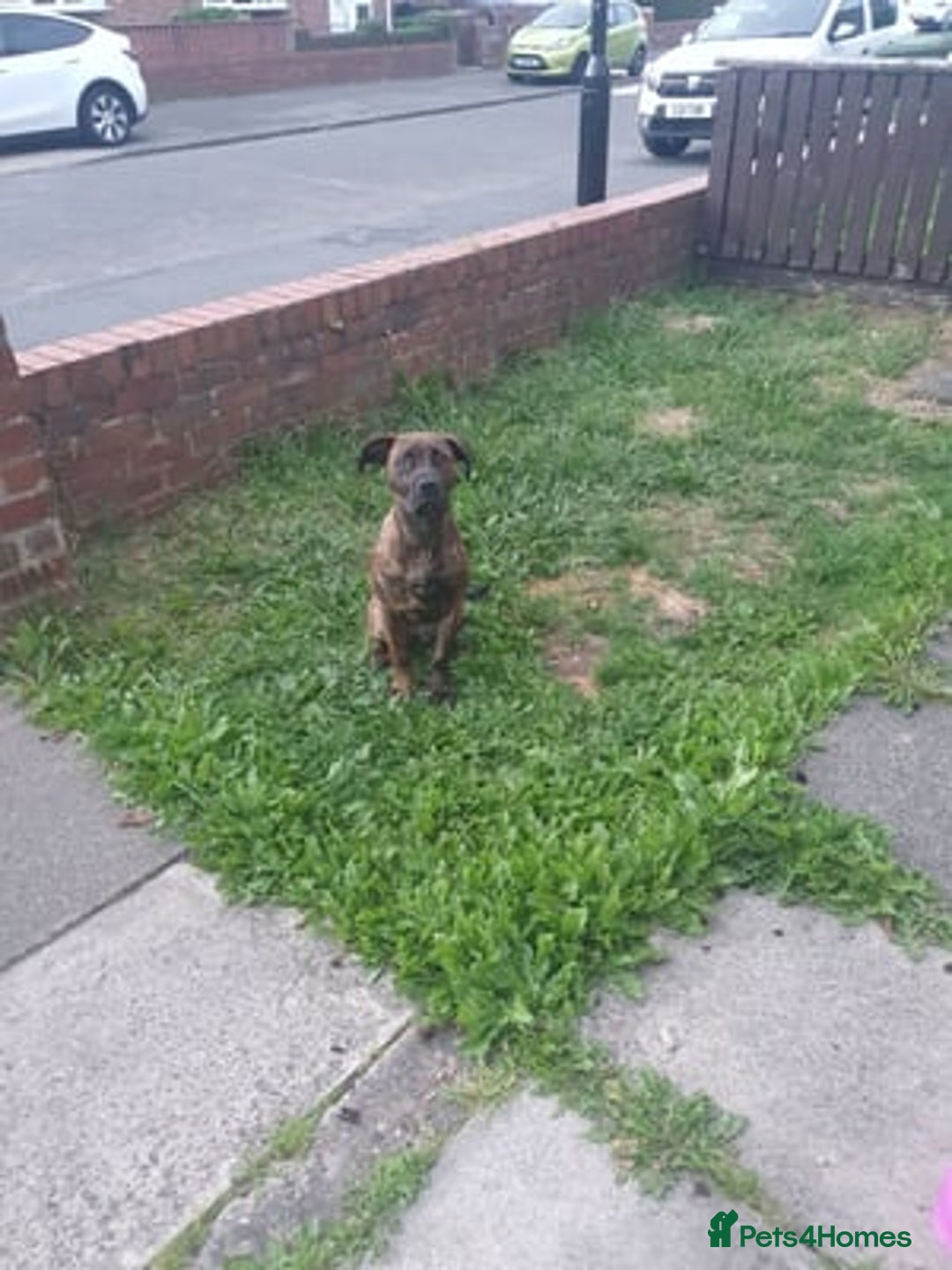 Mixed Breed dogs for sale: Presa canario Cross American bully  - Image 1