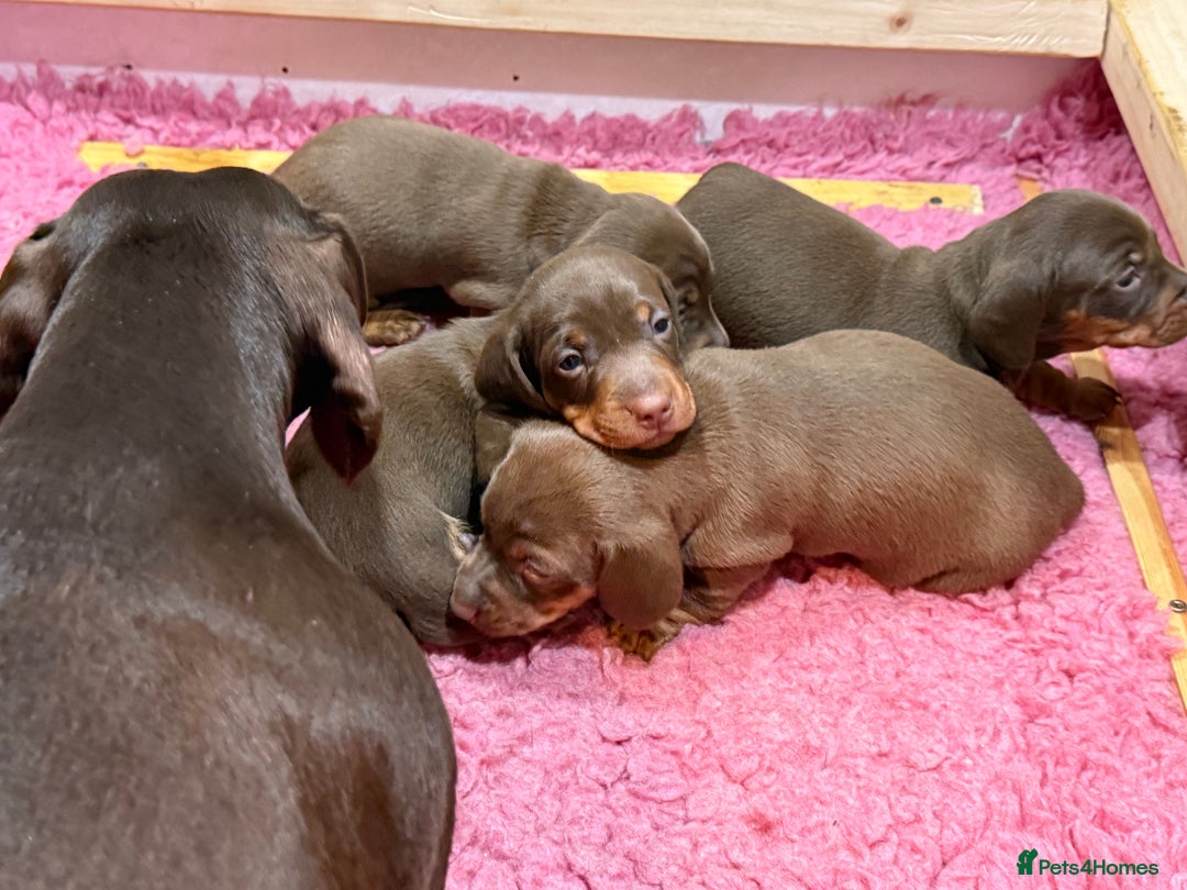 Miniature Dachshund dogs for sale: Miniature Short Coat Dachshund Puppies  - Advert 6