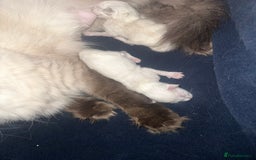 Ragdoll cats for sale: Beautiful ragdoll - Image 3