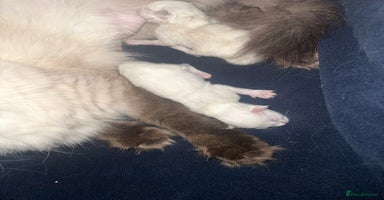Ragdoll cats - Advert 10