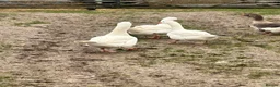 Geese poultry for sale: Emden Geese, 3 Geese, 1 Gander - Advert 6