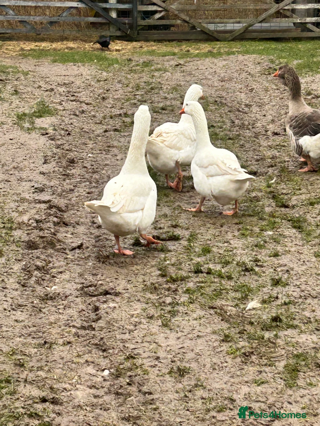 Geese poultry for sale: Emden Geese, 3 Geese, 1 Gander - Advert 6