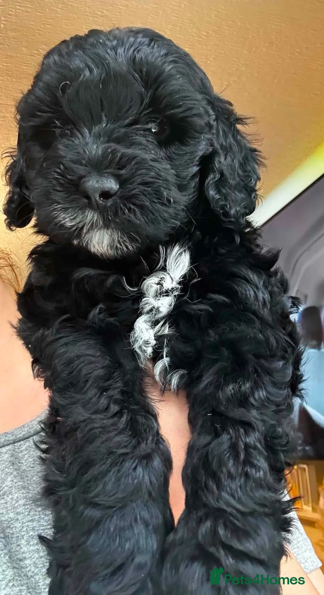 Cockapoo dogs for sale: F1B toy cockapoos ready to leave🤩 in Bradford - Advert 5
