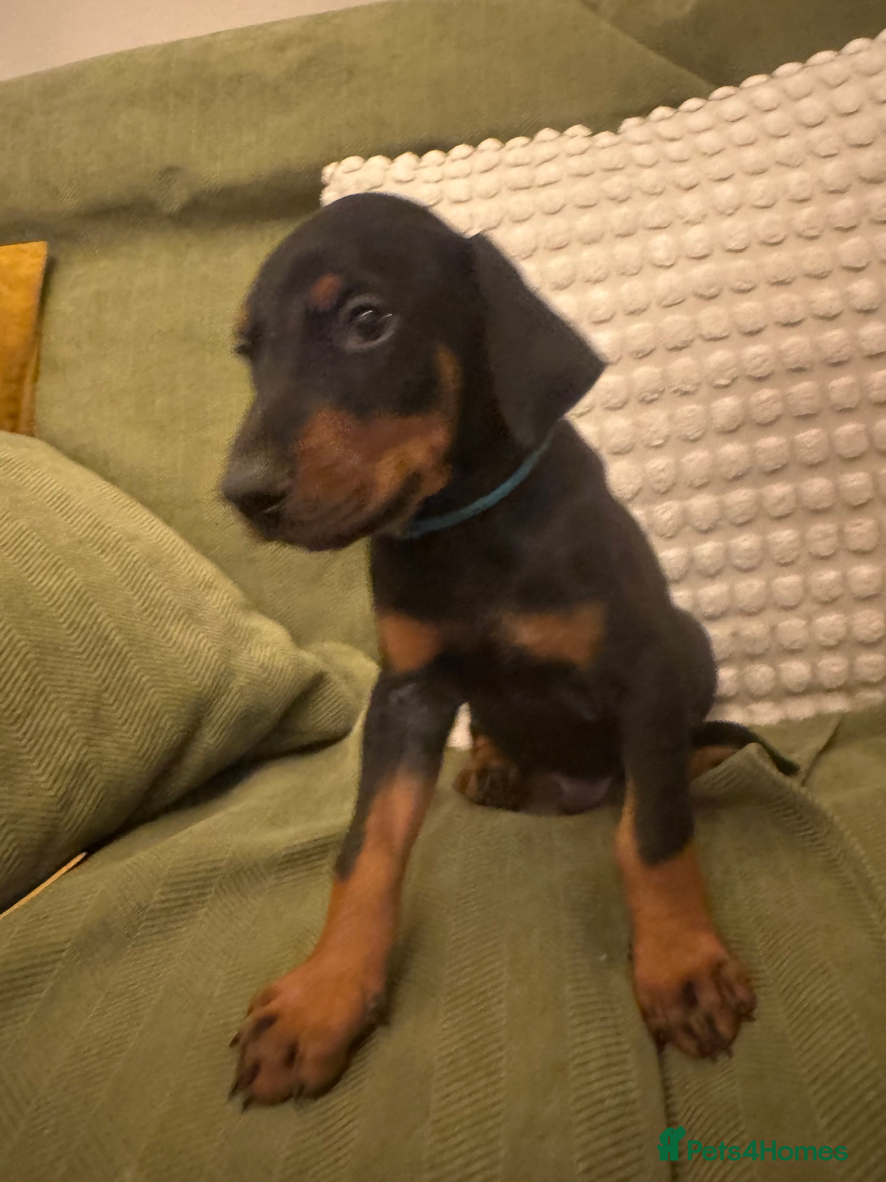 Dobermann dogs Beautiful Doberman puppies ready Saturday  - Advert 18