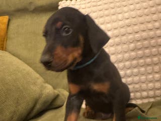 Dobermann dogs Beautiful Doberman puppies ready Saturday - Advert 18