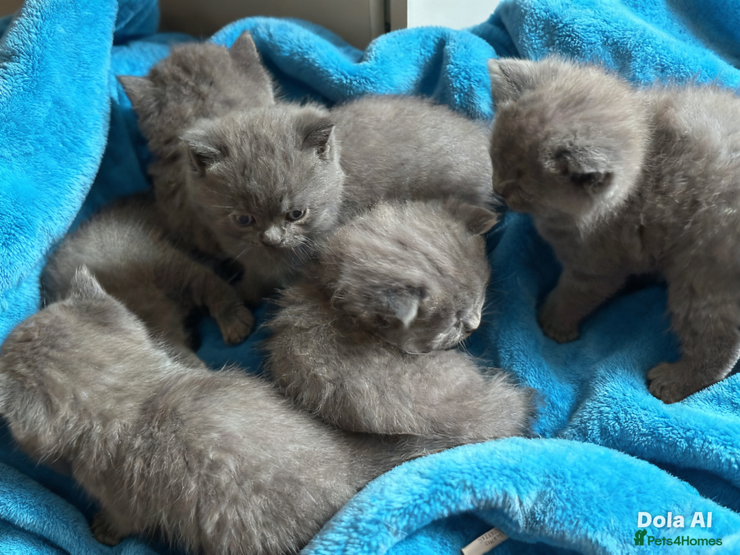 British Shorthair cats for sale: British shorthair kittens  - Advert 2