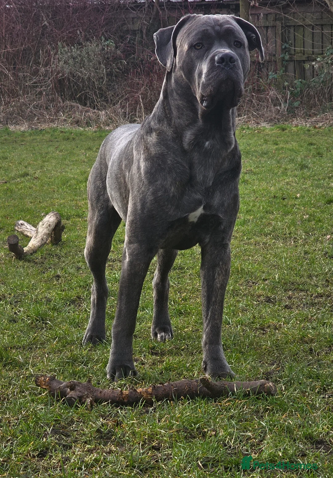 Cane Corso dogs for stud: 2 year old canecorso up for stud in Driffield - Advert 2