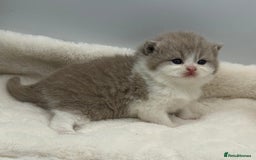 British Shorthair cats for sale: PEDIGREE REGISTERED CHUNKY BRITISH SHORTHAIRS  - Image 6