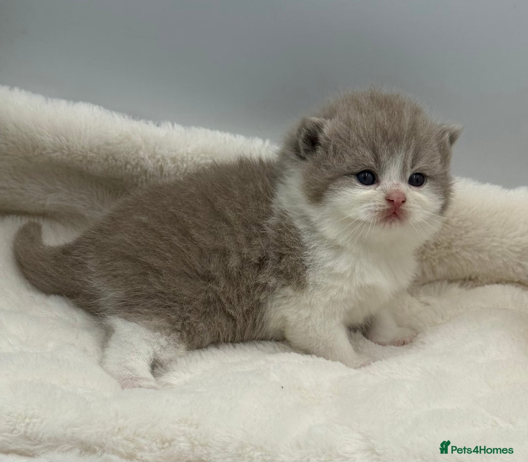 British Shorthair cats for sale: PEDIGREE REGISTERED CHUNKY BRITISH SHORTHAIRS  - Image 6