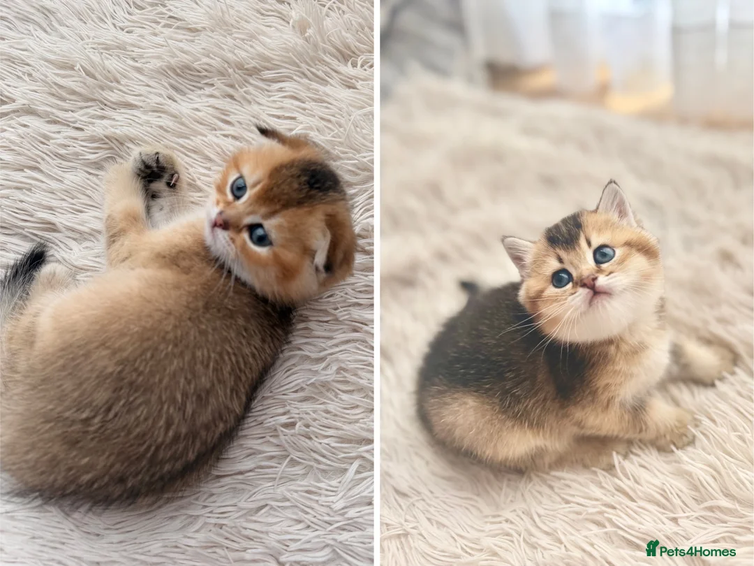 Scottish Fold cats for sale: Rare Golden Scottish fold Kittens  in Uxbridge - Advert 1