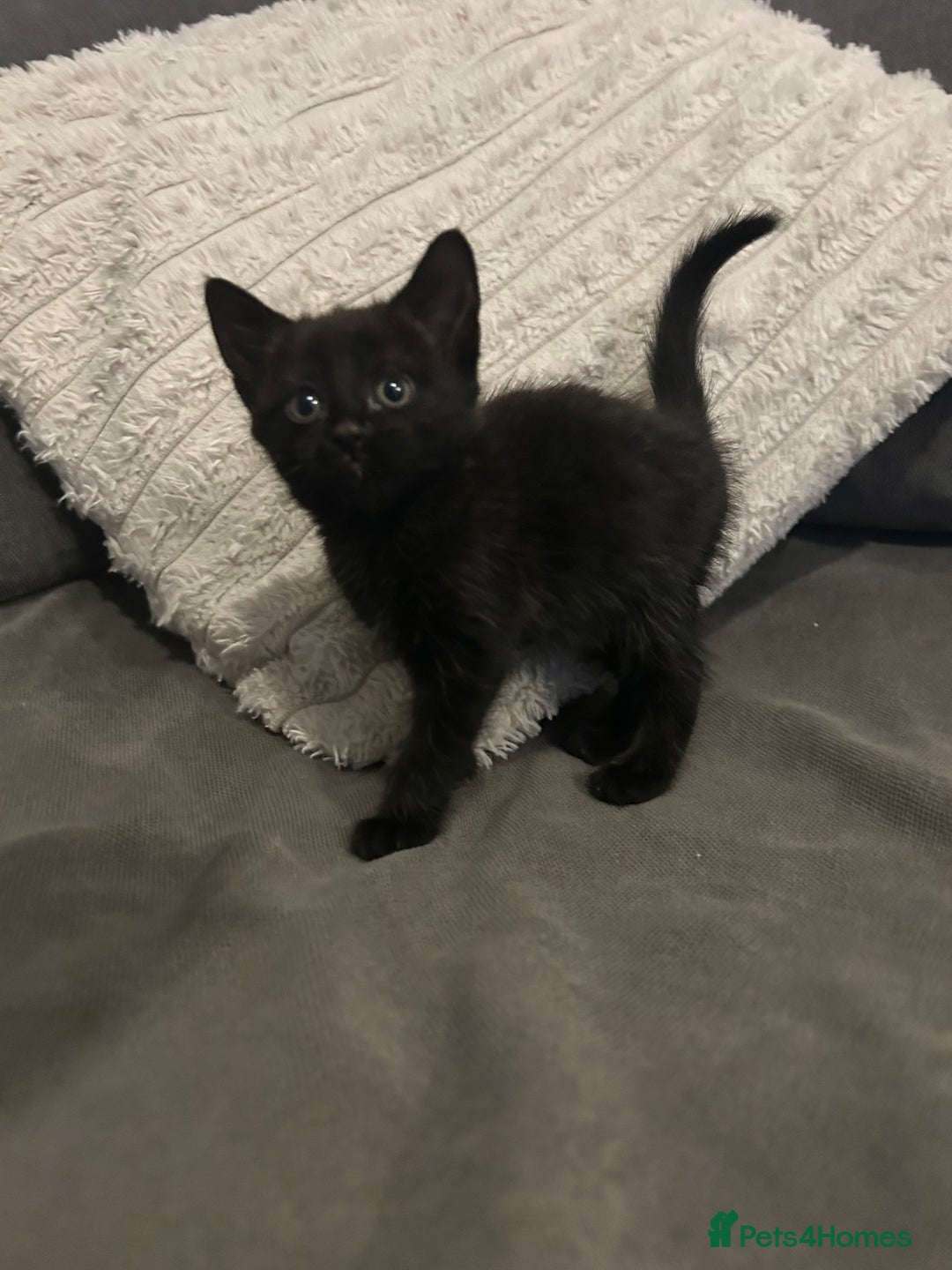 Mixed Breed cats for sale: 6 beautiful kittens ready too go  - Advert 8