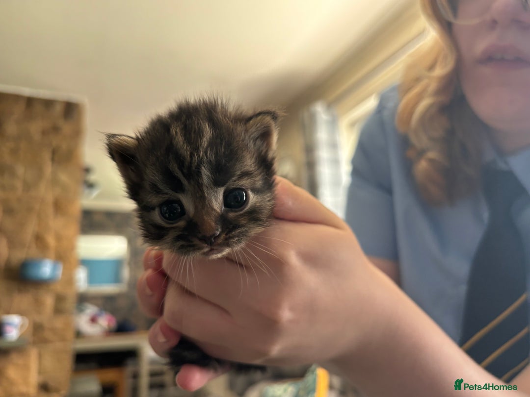 Mixed Breed cats for sale: British shorthair cross kittens - Image 13