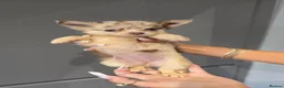 Chihuahua dogs for sale: Chihuahua puppies Russian ancesry with apple head  - Advert 9
