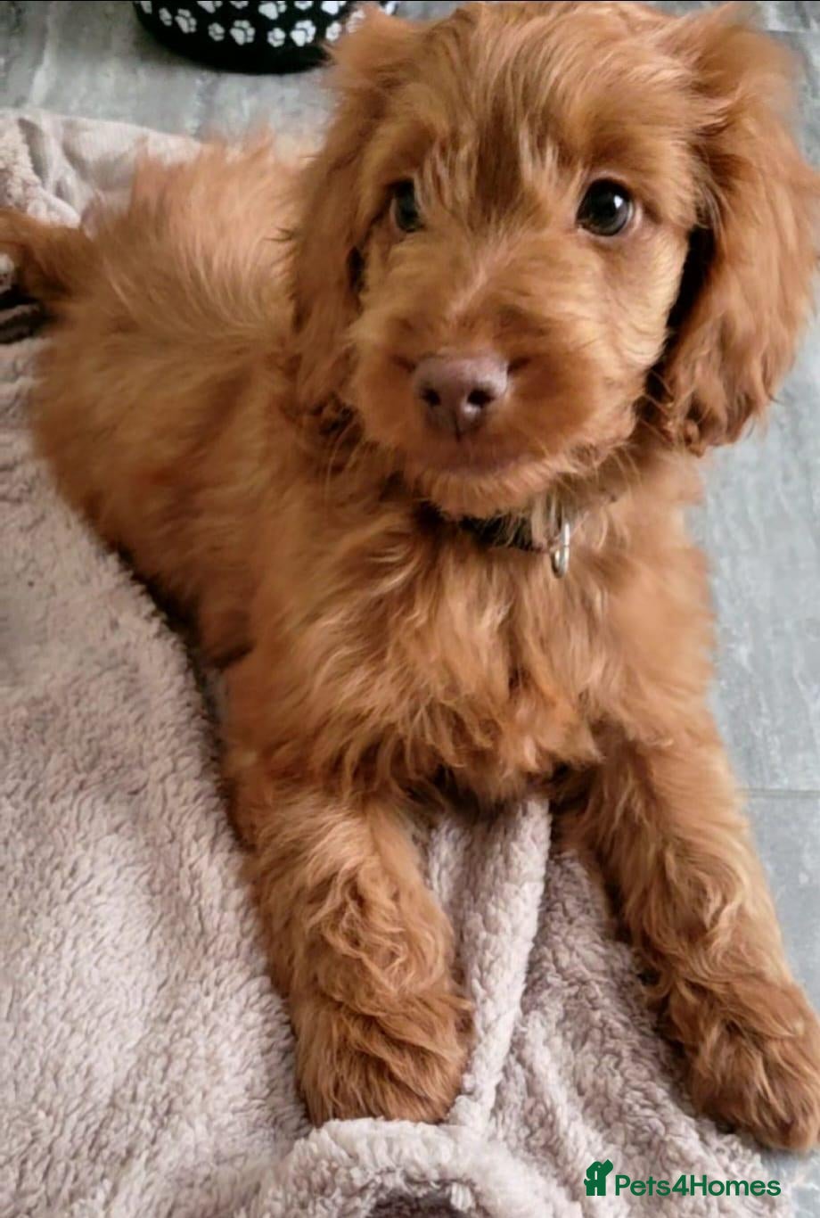 Cockapoo dogs RED SHOW COCKAPOO PRA CLEAR - Advert 2