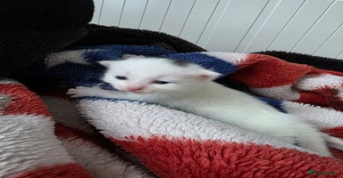 Mixed Breed cats Mixed kittens😻😽Ragdoll x domestic 🙀👌 - Advert 16