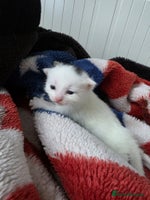 Mixed Breed cats Mixed kittens😻😽Ragdoll x domestic 🙀👌 - Advert 16