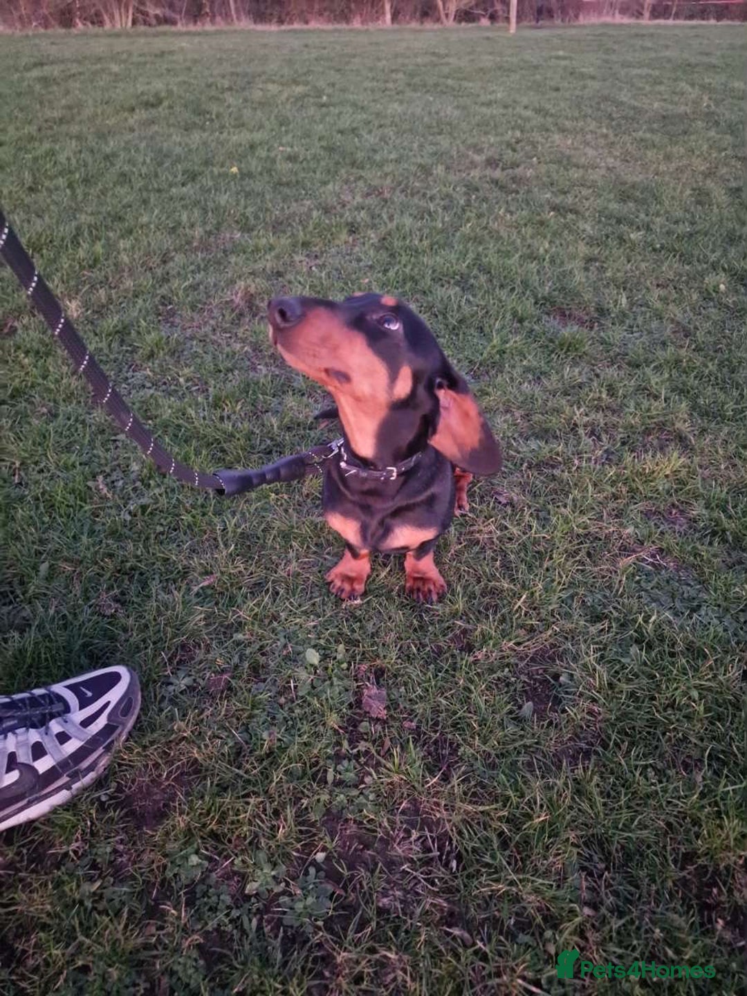 Dachshund dogs for sale: Meet slinky the dashund  - Advert 2