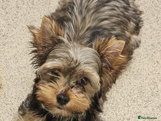 Yorkshire Terrier dogs 🩵 DNA TESTED 🩵Dark Red Sable male for stud in Birkenhead - Advert 7