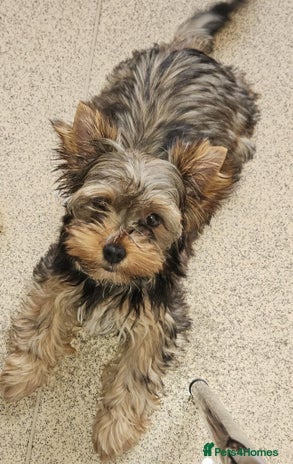 Yorkshire Terrier dogs in Birkenhead - Advert 1