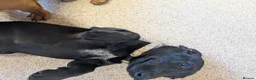 Miniature Dachshund dogs for sale: 2x miniature dachshunds - Advert 4